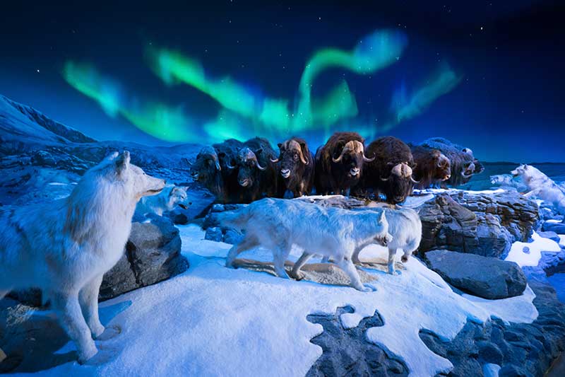 Wonders-of-Wildlife-Northern-Lights-web Wonders-of-Wildlife-Northern-Lights-web