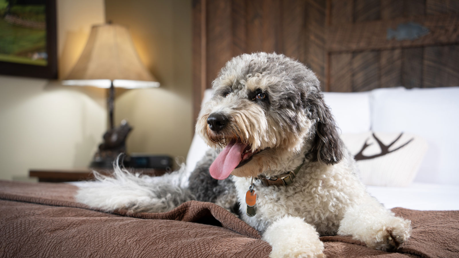 PetFriendly Hotel in Branson Bass Pro Shops Angler’s Lodge