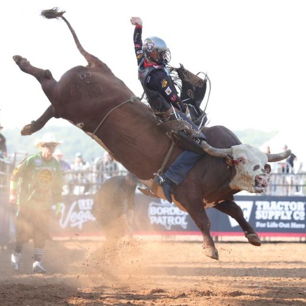 A proffesional bull rider from the Missouri Thunder riding team on a wide-eyed, brow and white long horn steer with its back legs kicking up 8 feet in the air and its front legs a foot off the ground. The rider wears a helmet and hangs on with one hand with the other raised in the air for balance and control