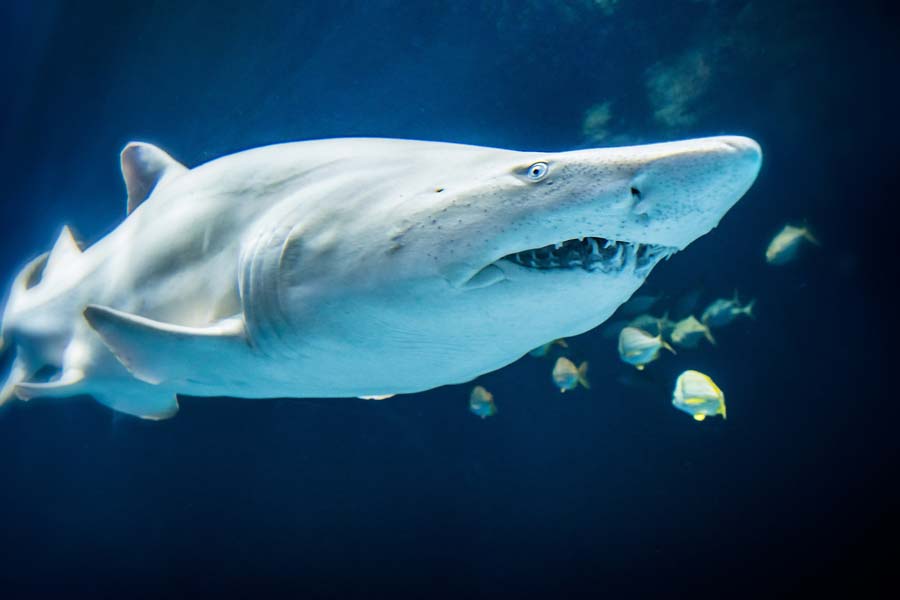 A shark swimming in a large tank