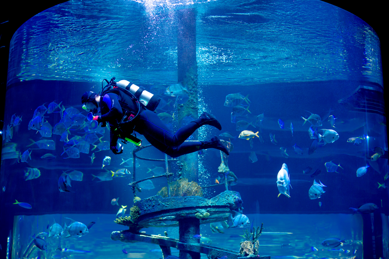 a scuba diver maintains a large aquarium