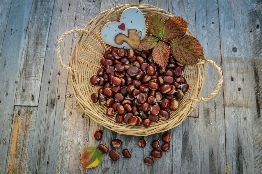 A Basket of Acorns on a wooden floor