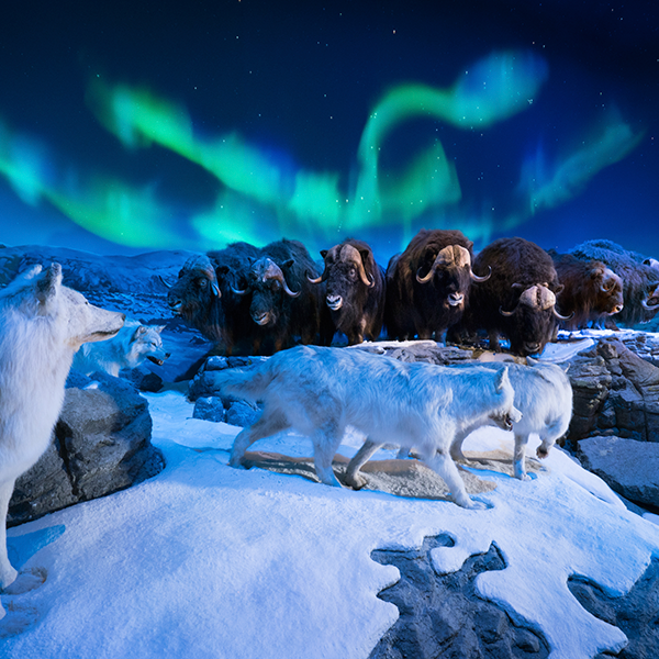 Wonders-of-Wildlife-Northern-Lights